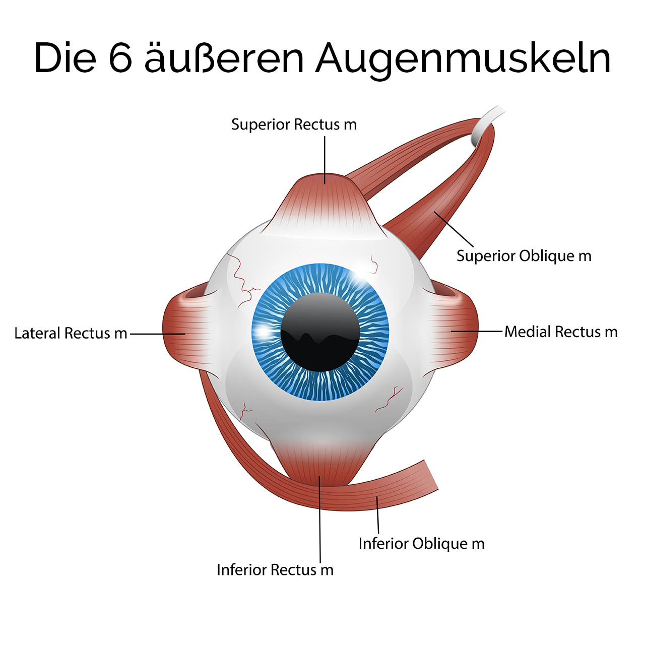 6-augenmuskeln Weitsichtigkeit verbessern, Mithal Al-Khafagi Augentraining